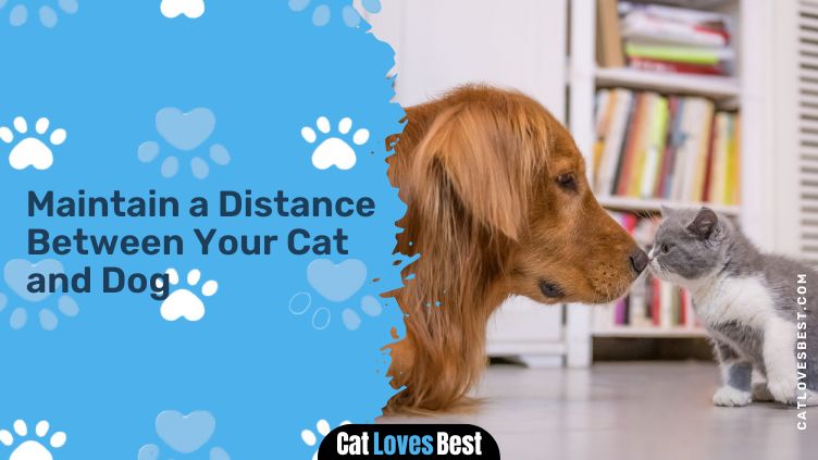 Maintain a Distance Between Your Cat and Dog