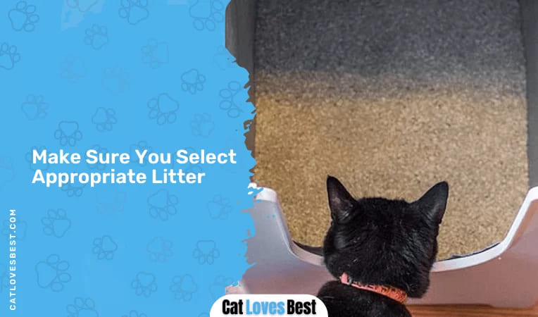  Make Sure You Select Appropriate Litter