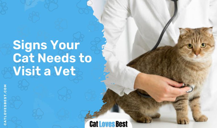 Signs Your Cat Needs to Visit a Vet