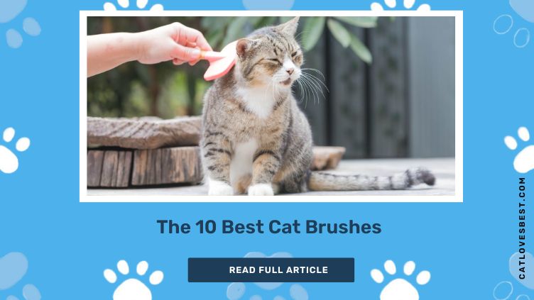 The 10 Best Cat Brushes 