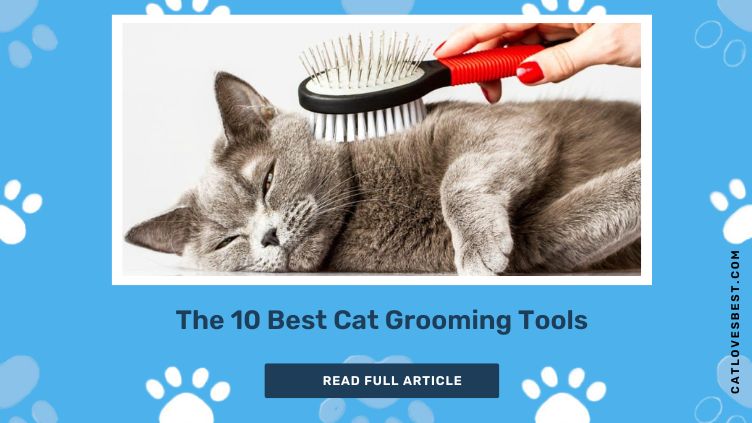 The 10 Best Cat Grooming Tools