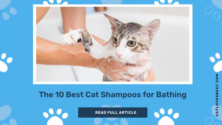 The 10 Best Cat Shampoos for Bathing