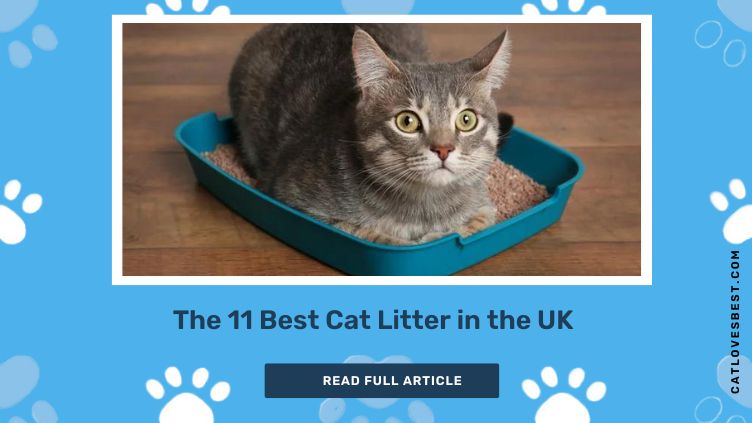 The 11 Best Cat Litter in the UK 