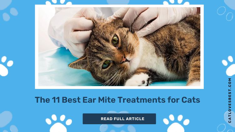 The 11 Best Ear Mite Treatments for Cats