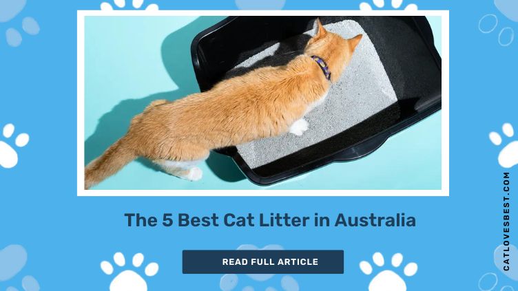 The 5 Best Cat Litter in Australia