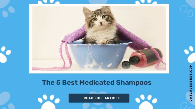 Best Medicated Shampoos