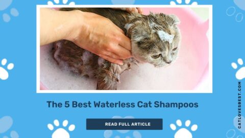 The Best Waterless Cat Shampoos for Urban and Apartment Living Cats