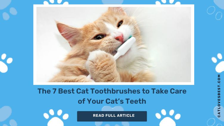 Best Cat Toothbrushes