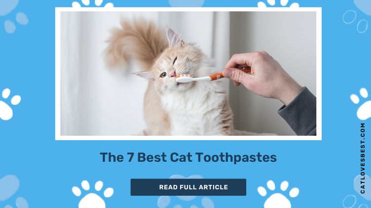 The 7 Best Cat Toothpastes