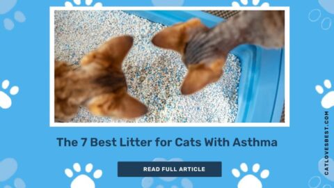 View of The 7 Best Litter for Cats With Asthma of 2023