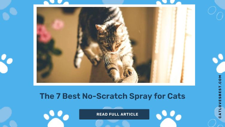 The 7 Best No-Scratch Spray for Cats