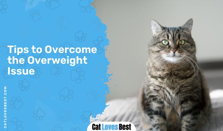 Tips to Overcome the Overweight Issue
