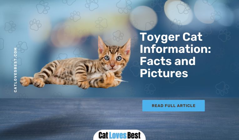 Toyger Cat Information