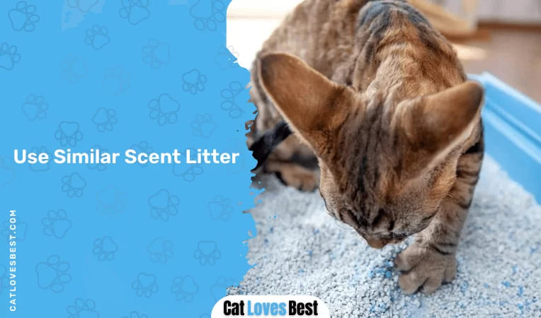 Use Similar Scent Litter