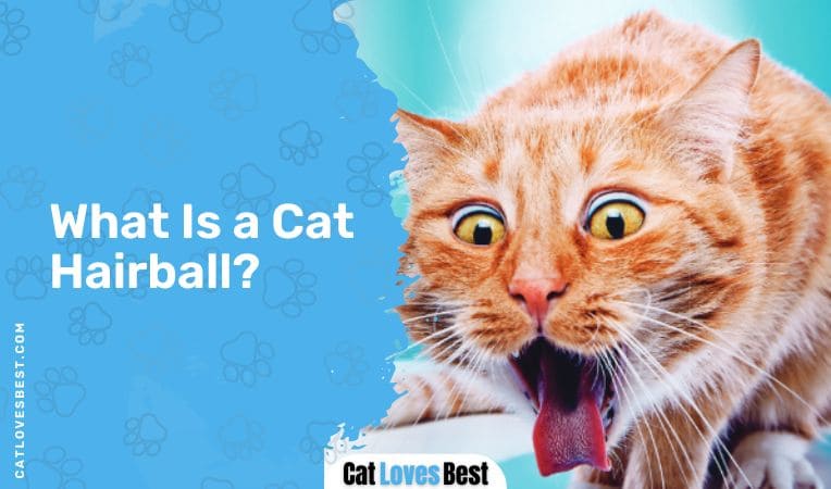 What Is a Cat Hairball