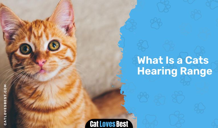 What Is a Cats Hearing Range