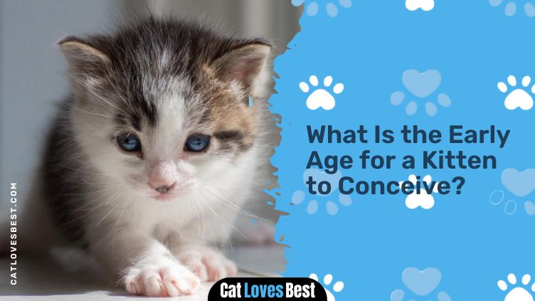 What Is the Early Age for a Kitten to Conceive