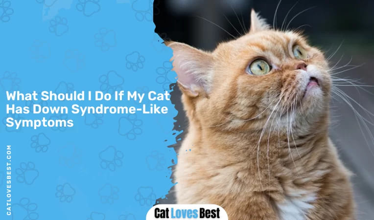  What Should I Do If My Cat Has Down Syndrome-Like Symptoms