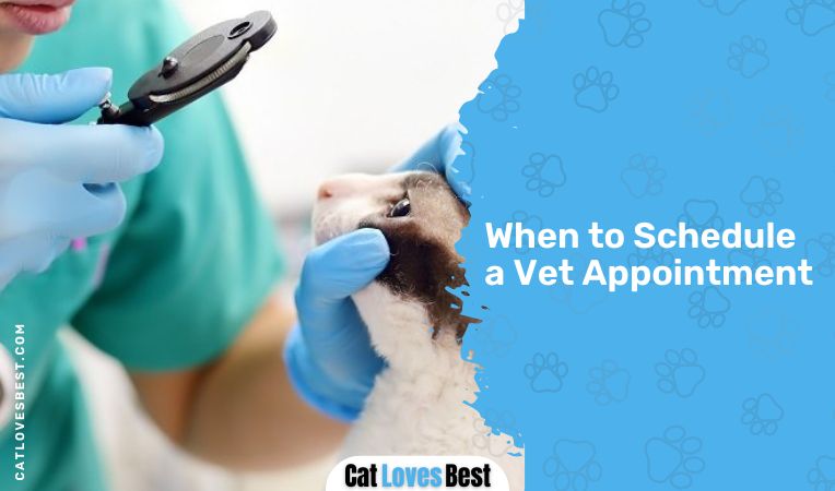 When to Schedule a Vet Appointment