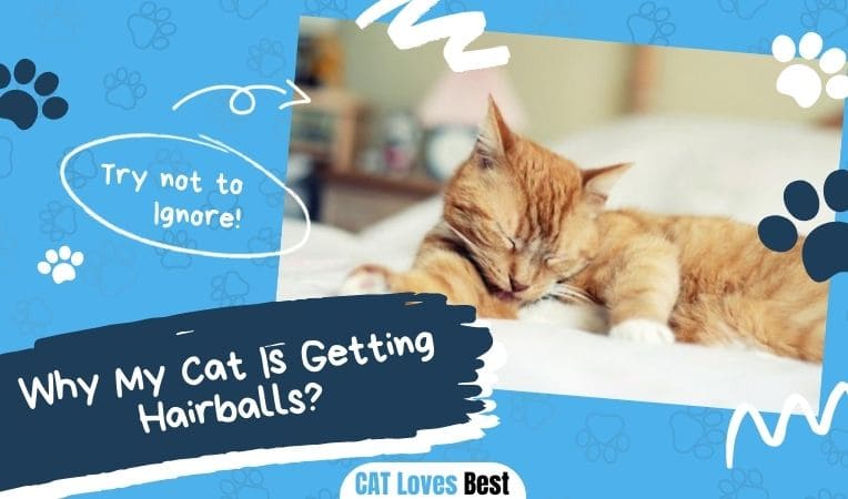 Why My Cat Is Getting Hairballs