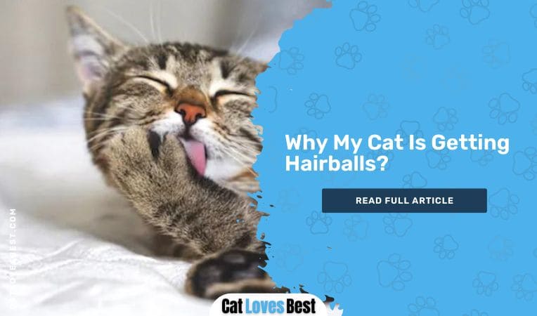 Why My Cat Is Getting Hairballs