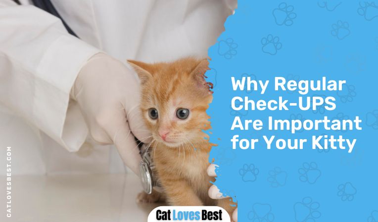 Why Regular Check-UPS Are Important for Your Kitty