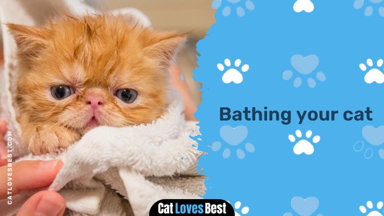 Bathing your cat