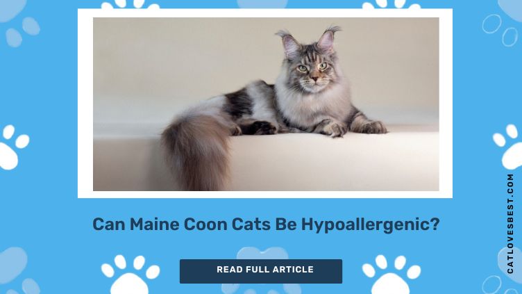 Can Maine Coon Cats be Hypoallergenic