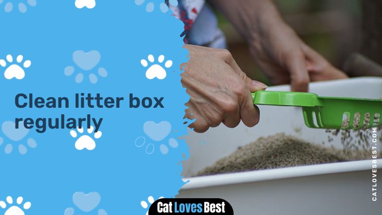 Clean litter box regularly