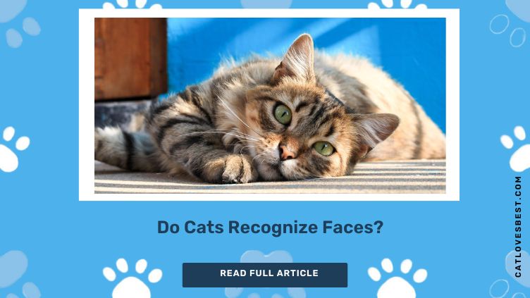 Do Cats Recognize faces