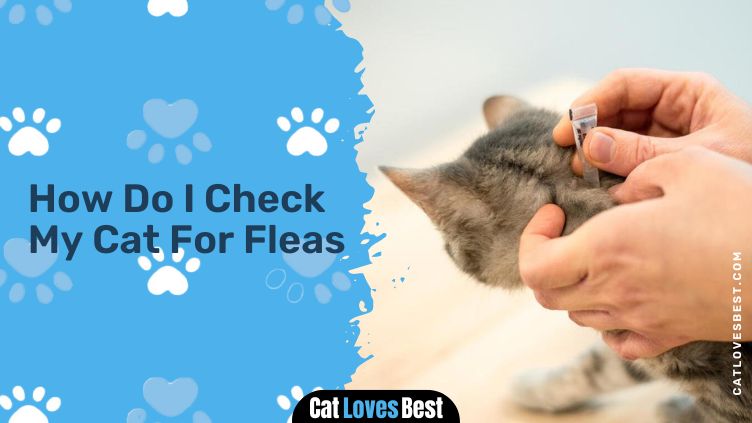 Checking cat fleas
