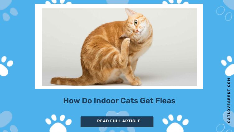 How indoor cats get fleas