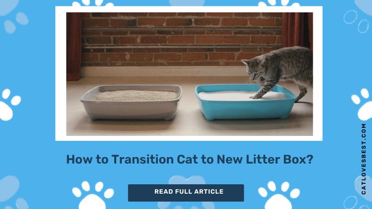 How to Transition Cat to New Litter Box