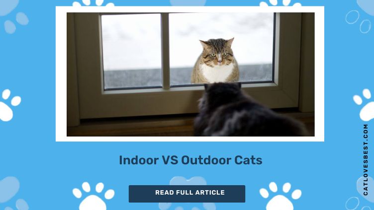 Indoor vs Outdoor Cats
