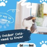 All You Need to Know About Indoor VS Outdoor Cats