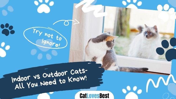 All You Need to Know About Indoor VS Outdoor Cats