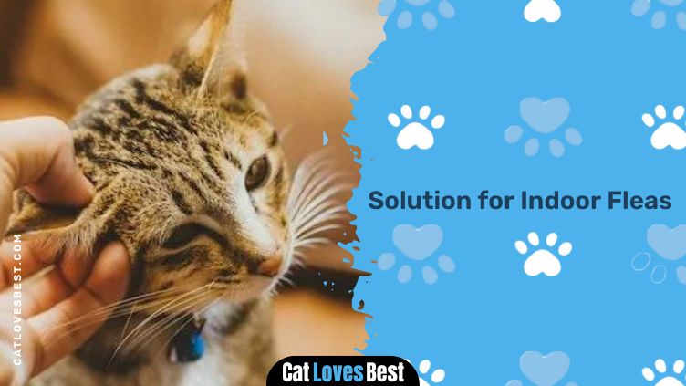 Solution for Indoor Fleas