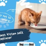 Best Kitten Milk Replacer
