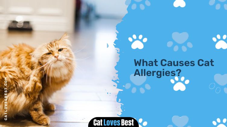 Causes of Cat Allergies