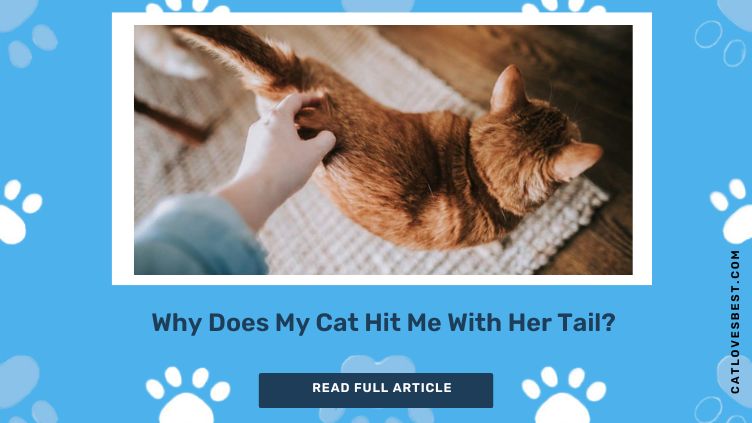 Cat Hit With Her Tail