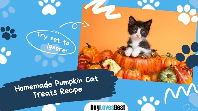 Homemade Pumpkin Cat Treats Recipe