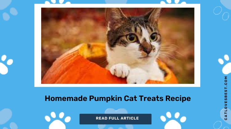 Homemade Pumpkin Cat Treats Recipe