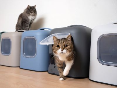 Multiple Cat home