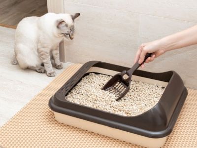 Steps to scoop cat litter