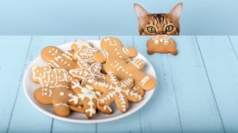 Homemade Cat Biscuit Recipe — Make Using Simple Ingredients