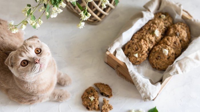 Homemade Cat Biscuit Recipe Make Using Simple Ingredients