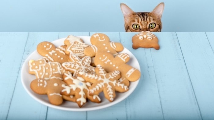 Homemade Cat Biscuit Recipe