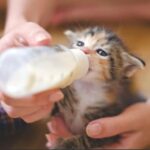 Homemade Kitten Formula Recipe 1