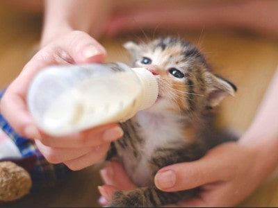 Homemade Kitten Formula Recipe 1