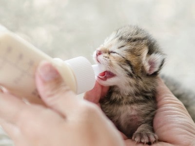 Homemade Kitten Formula Recipe 2